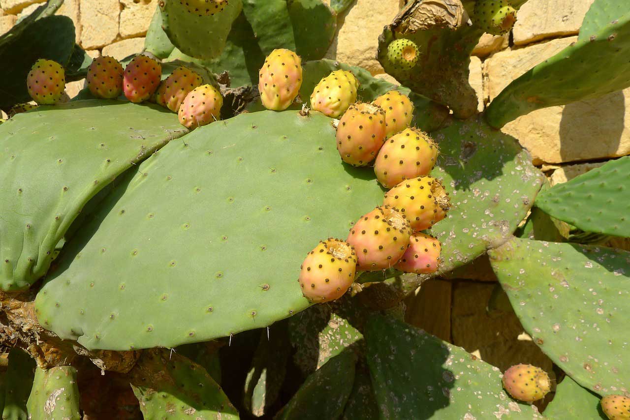 Dieser besondere Kaktus resorbiert einfach Ihr Fett