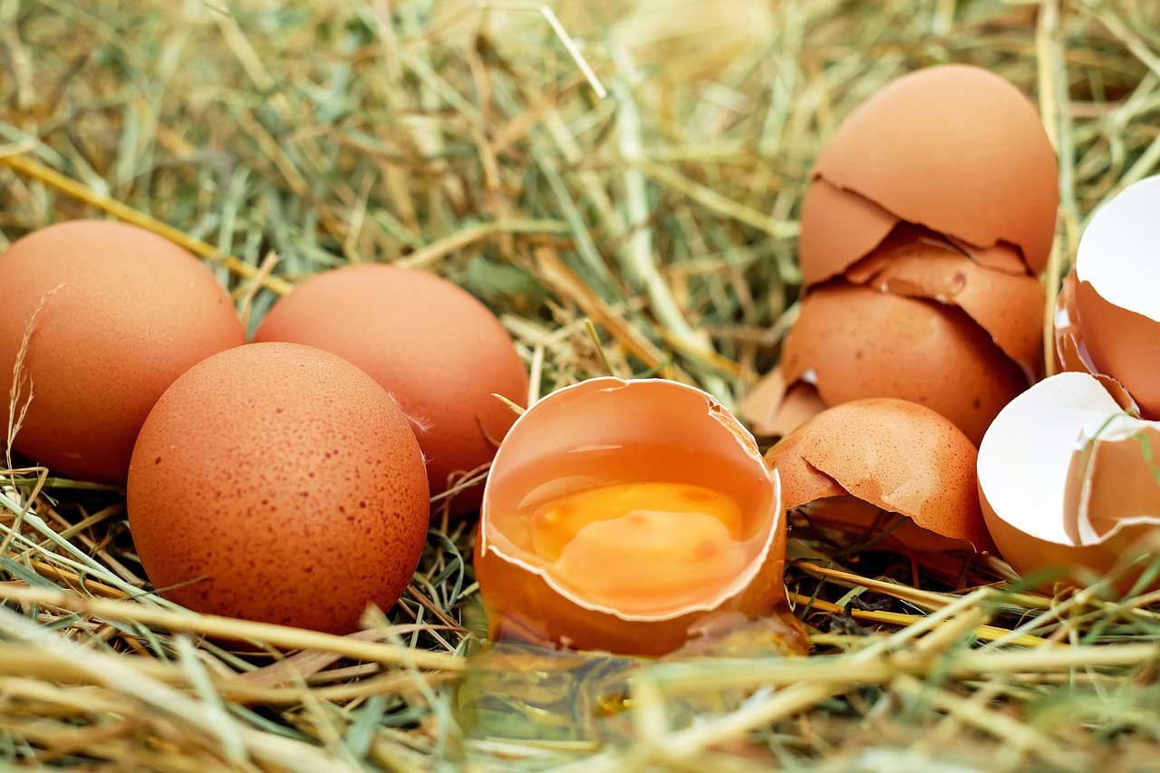 Eier in der Diät  Abnehmen ohne Sünde?